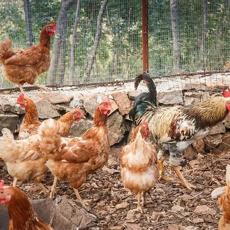 Pensión & Konoba Tomic Gornji Humac